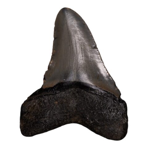 Real Megalodon Tooth - 5.0795 oz