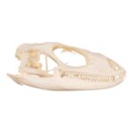 Real Spiny-tailed Iguana Skull