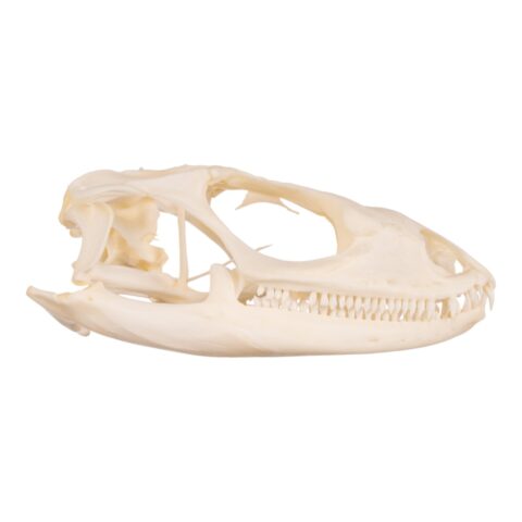 Real Spiny-tailed Iguana Skull