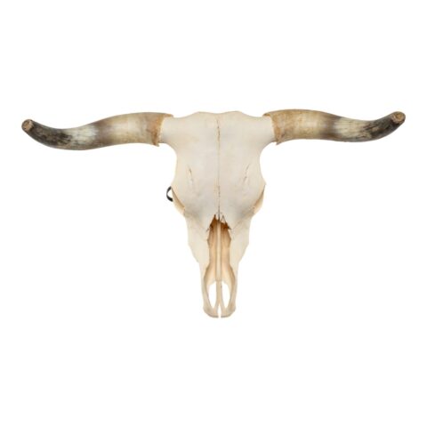 Real Longhorn Skull - 3330 g