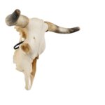 Real Longhorn Skull