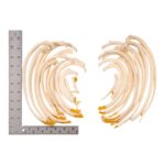 Real Research Quality Human Ribs – Set of 24