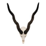Real Blackbuck Skull