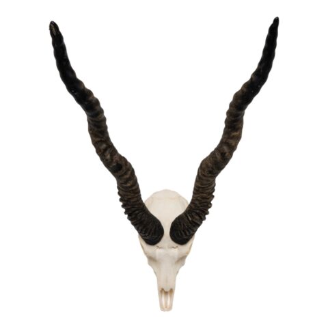 Real Blackbuck Skull