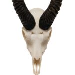 Real Blackbuck Skull