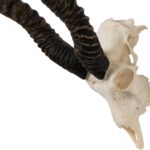 Real Blackbuck Skull