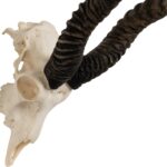 Real Blackbuck Skull