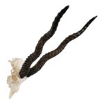 Real Blackbuck Skull
