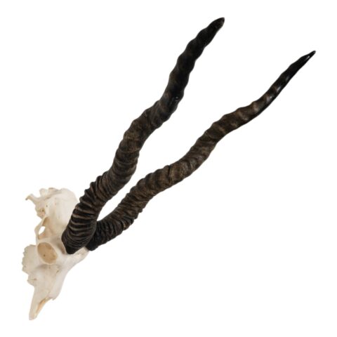 Real Blackbuck Skull