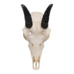 Real Mountain Reedbuck Skull