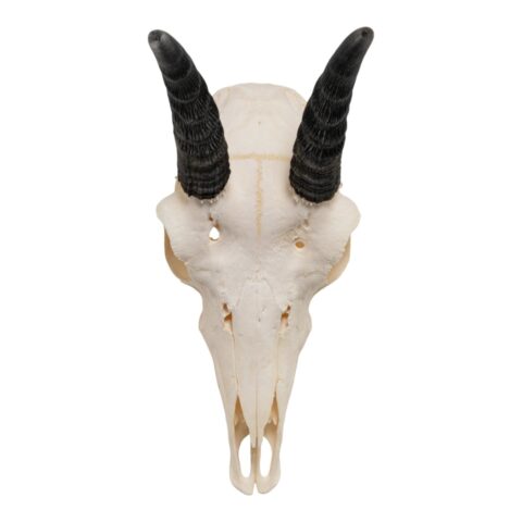 Real Mountain Reedbuck Skull