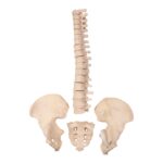 Real Human Partial Spine, Sacrum, and Pelvis – Disarticulated