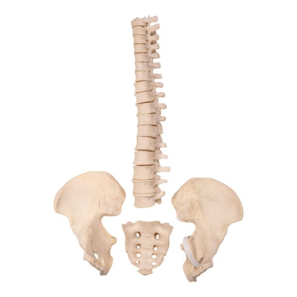 Real Human Partial Spine, Sacrum, and Pelvis – Disarticulated