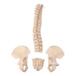 Real Human Partial Spine, Sacrum, and Pelvis – Disarticulated