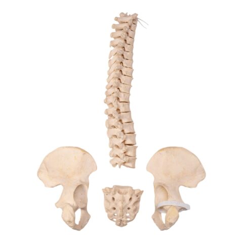 Real Human Partial Spine, Sacrum, and Pelvis - Disarticulated