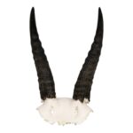 Real Mountain Reedbuck Skull Plate