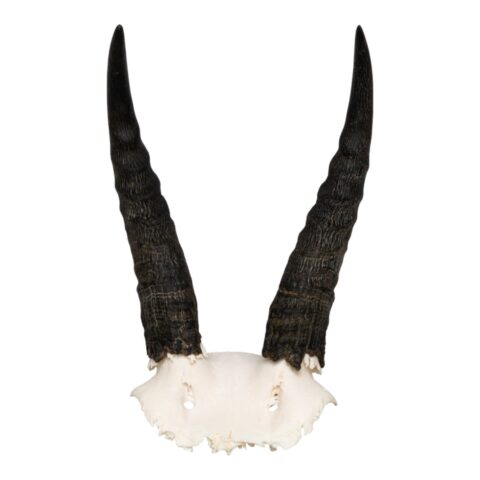 Real Mountain Reedbuck Skull Plate