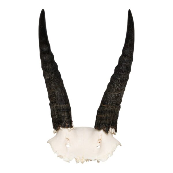 Real Mountain Reedbuck Skull Plate