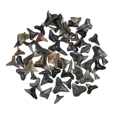 Real Bag-O-Fossil Shark Teeth