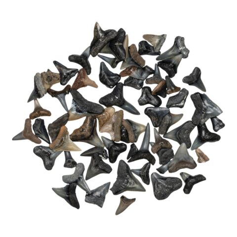 Real Bag-O-Fossil Shark Teeth