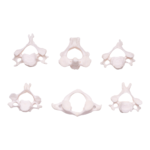 Real Research Quality Human Vertebrae