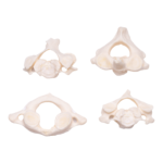 Real Research Quality Human Vertebrae