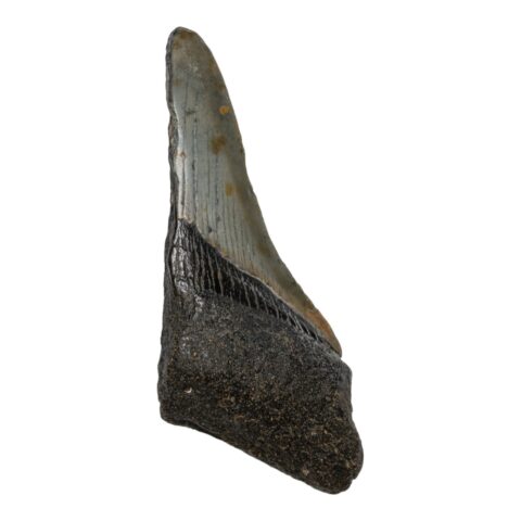 Real Megalodon Tooth - Half - 2.0459 oz