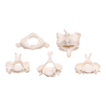 Real Research Quality Human Vertebrae