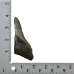 Real Megalodon Tooth – Half – 2.0459 oz