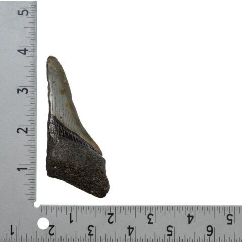 Real Megalodon Tooth - Half - 2.0459 oz