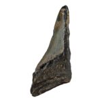 Real Megalodon Tooth – Half – 2.0459 oz