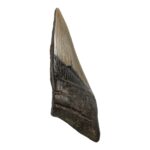 Real Megalodon Tooth – Half – 5.15 oz