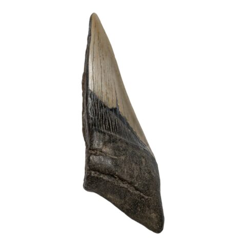 Real Megalodon Tooth - Half - 5.15 oz