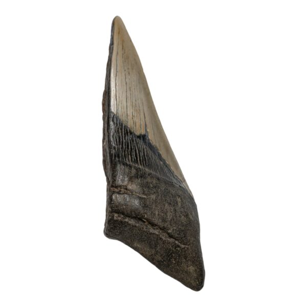 Real Megalodon Tooth – Half – 5.15 oz