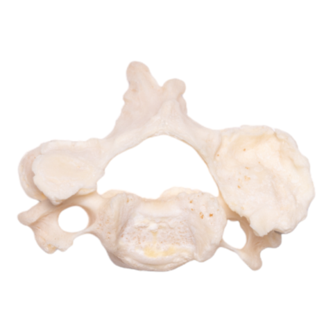 Real Research Quality Human Vertebrae