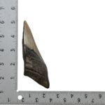Real Megalodon Tooth – Half – 5.15 oz