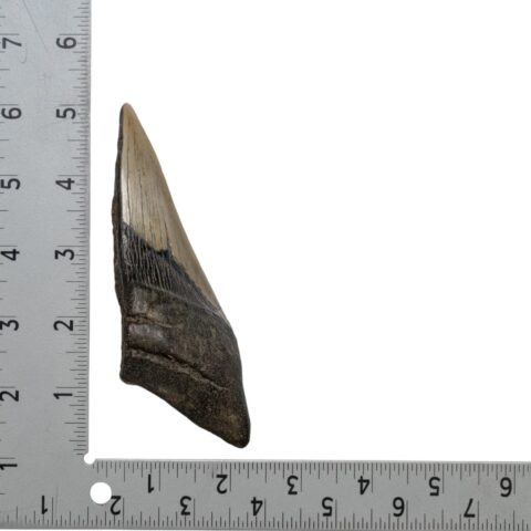 Real Megalodon Tooth - Half - 5.15 oz