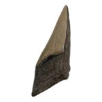 Real Megalodon Tooth – Half – 5.15 oz
