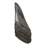 Real Megalodon Tooth – Half – 2.187 oz