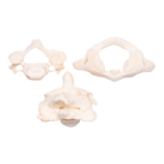 Real Research Quality Human Vertebrae