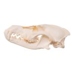Real Bag-O-Canine and Feline Skulls