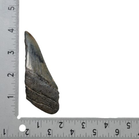 Real Megalodon Tooth - Half - 2.187 oz