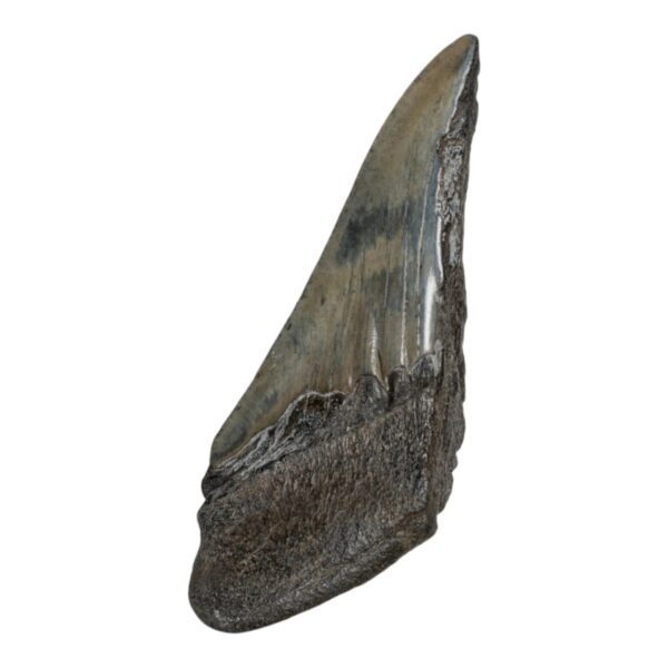 Real Megalodon Tooth – Half – 2.187 oz