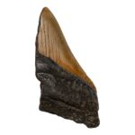Real Megalodon Tooth – Half – 2.6808 oz