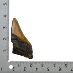 Real Megalodon Tooth – Half – 2.6808 oz