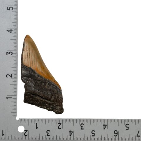 Real Megalodon Tooth - Half - 2.6808 oz