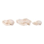 Real Bag-O-Canine Skulls