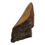 Real Megalodon Tooth – Half – 2.6808 oz