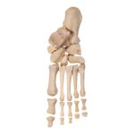 Real Human Left Foot – Partial