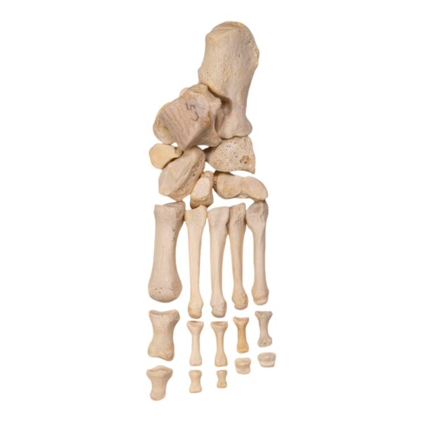 Real Human Left Foot – Partial